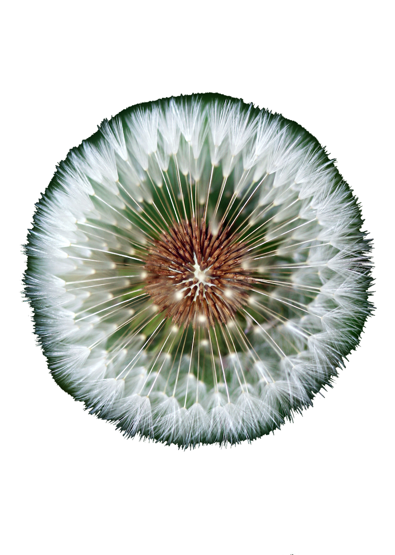 Puritia - Flower copy